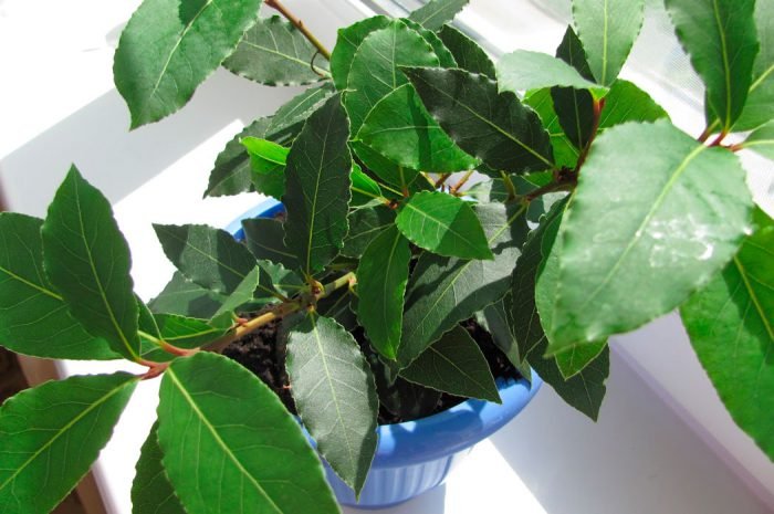 Лікувальні кімнатні рослини, домашні лікарські рослини