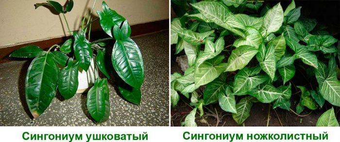 Сингоніум   догляд в домашніх умовах, пересадка і розмноження