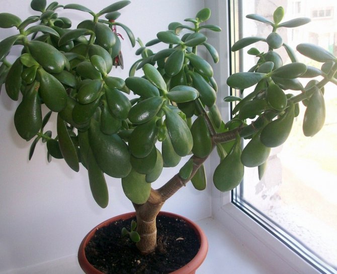 Лікувальні кімнатні рослини, домашні лікарські рослини