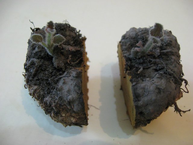 Розмноження кімнатних рослин різноманітність способів Розмноження кімнатних рослин різноманітність способів