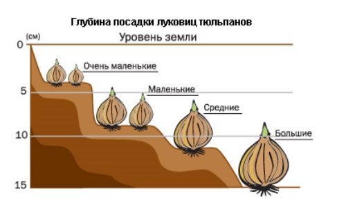Посадка тюльпанів у відкритий грунт та догляд