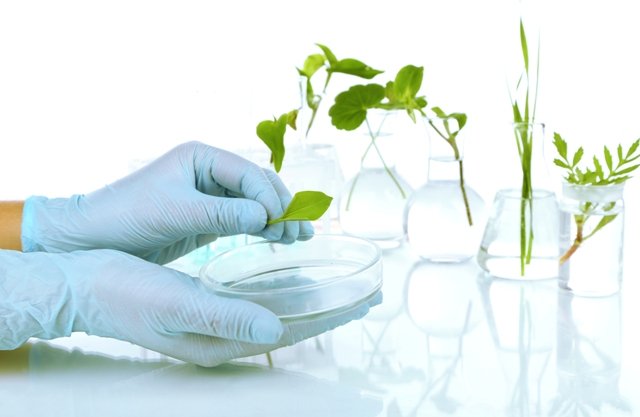 Розмноження кімнатних рослин різноманітність способів Розмноження кімнатних рослин різноманітність способів