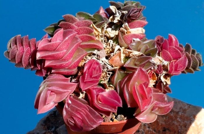 Традесканція кімнатна   догляд в домашніх умовах, пересадка і розмноження