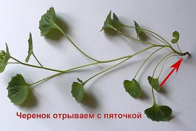 Кампанула (Наречений і наречена квітка)   догляд в домашніх умовах