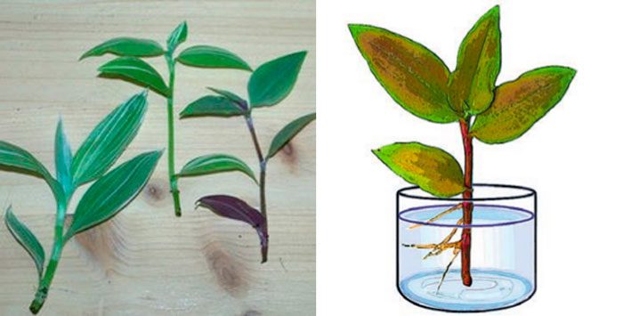 Традесканція кімнатна   догляд в домашніх умовах, пересадка і розмноження