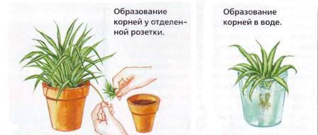 Хлорофітум   догляд в домашніх умовах, посадка і розмноження