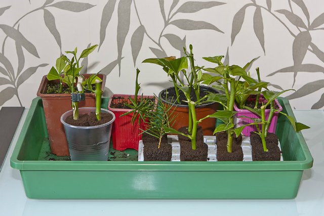 Розмноження кімнатних рослин різноманітність способів Розмноження кімнатних рослин різноманітність способів