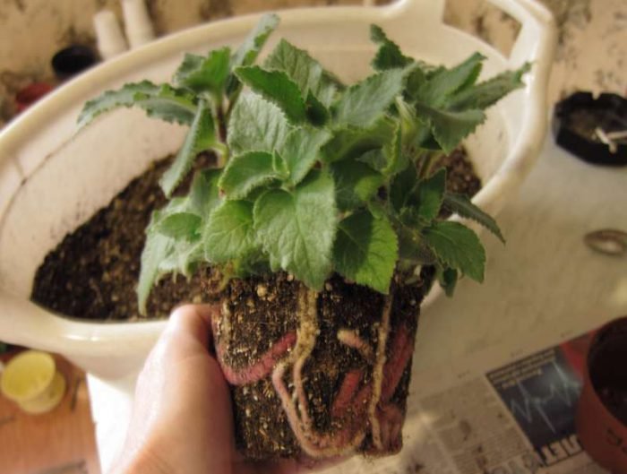 Колерія   догляд в домашніх умовах, правильний полив і грунт