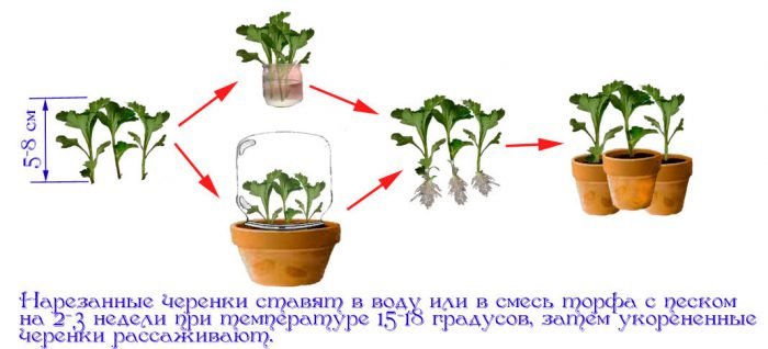Кімнатна хризантема   догляд в домашніх умовах, пересадка і розмноження