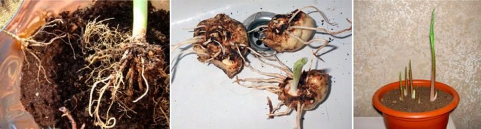 Калла (Зантедеския)   догляд в домашніх умовах, пересадка і розмноження