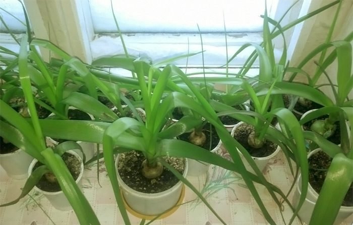 Індійський лук (птицемлечник хвостатий) догляд в домашніх умовах