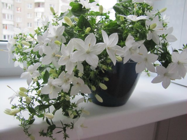 Кампанула (Наречений і наречена квітка)   догляд в домашніх умовах
