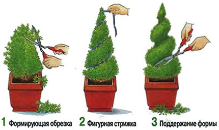 Кипарис   правильний догляд в домашніх умовах, пересадка