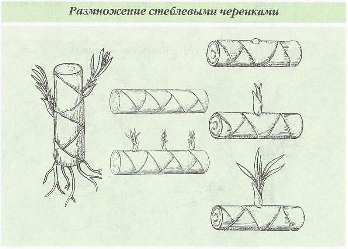 Драцена: догляд та розмноження в домашніх умовах