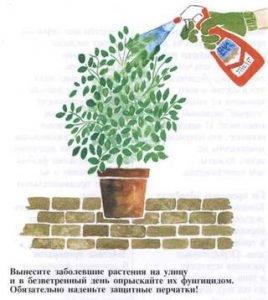 Борошниста роса: як позбутися, методи боротьби, ніж обробляти