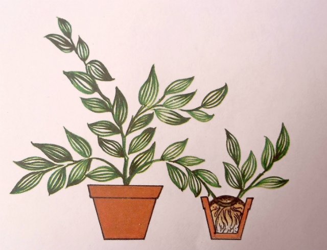 Розмноження кімнатних рослин різноманітність способів Розмноження кімнатних рослин різноманітність способів