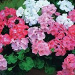 Лікувальні кімнатні рослини, домашні лікарські рослини