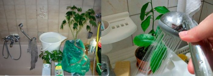 Павутинний кліщ на кімнатних рослинах і боротьба з ним