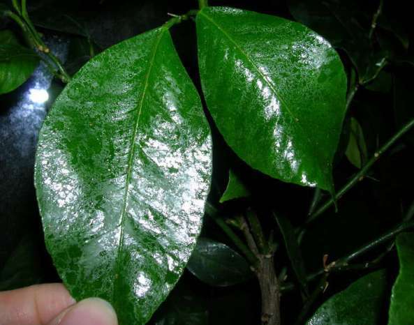 Липкі листя кімнатних рослин: причини і боротьба