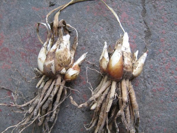 Розмноження кімнатних рослин різноманітність способів Розмноження кімнатних рослин різноманітність способів