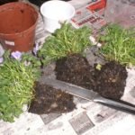 Кампанула (Наречений і наречена квітка)   догляд в домашніх умовах