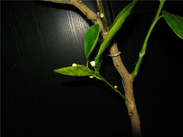 Розмноження кімнатних рослин різноманітність способів Розмноження кімнатних рослин різноманітність способів