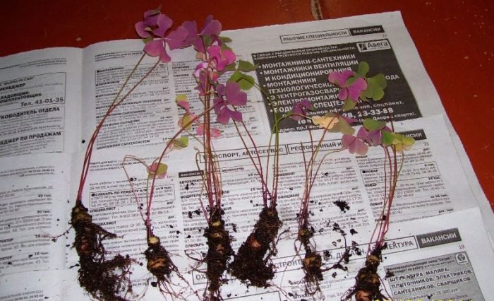 Кислиця (Оксалис)   догляд в домашніх умовах, пересадка і розмноження