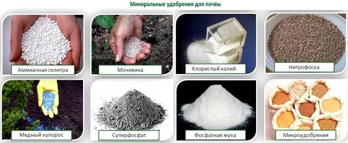 Добрива для кімнатних рослин в домашніх умовах своїми руками