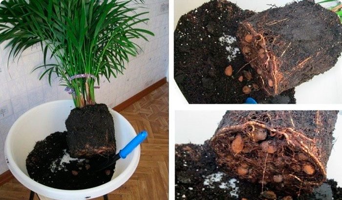 Арека (арековая пальма)   догляд в домашніх умовах