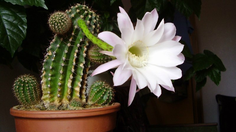 Види кактусів   різноманітність і первісність