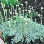 Антеннария (котяча лапка) догляд за квіткою, полив і удабрение