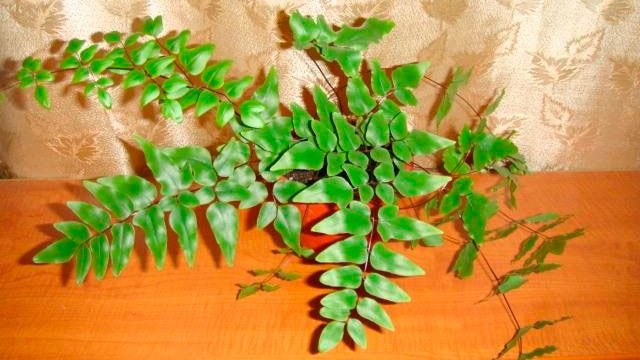 Пеллея (кнопковий папороть)   догляд в домашніх умовах