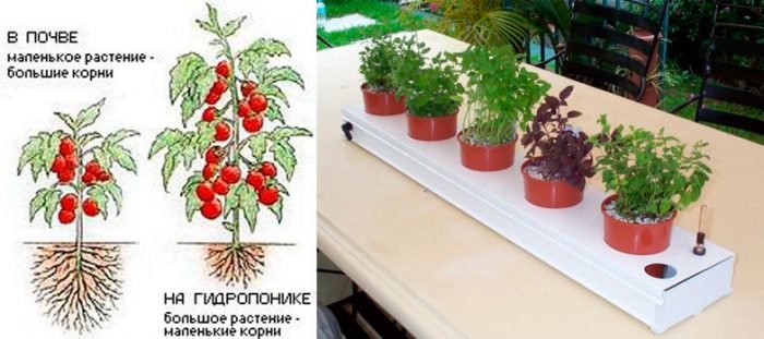 Гідропоніка в домашніх умовах своїми руками