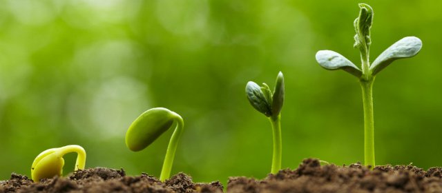 Розмноження кімнатних рослин різноманітність способів Розмноження кімнатних рослин різноманітність способів