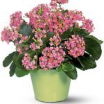 Лікувальні кімнатні рослини, домашні лікарські рослини