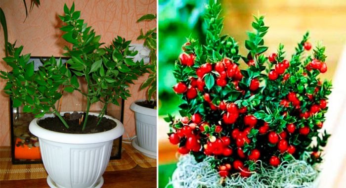 Іглиця (рускус)   догляд в домашніх умовах, пересадка і розмноження
