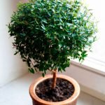 Лікувальні кімнатні рослини, домашні лікарські рослини