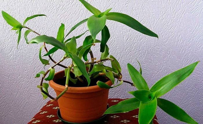 Лікувальні кімнатні рослини, домашні лікарські рослини