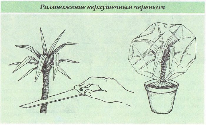 Драцена: догляд та розмноження в домашніх умовах