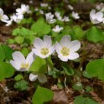 Кислиця (Оксалис)   догляд в домашніх умовах, пересадка і розмноження