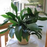 Лікувальні кімнатні рослини, домашні лікарські рослини