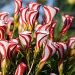 Кислиця (Оксалис)   догляд в домашніх умовах, пересадка і розмноження