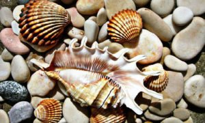 Сонник Мушлі морські збирати в сні бачити до чого сниться?
