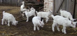 Сонник маленький Козеня: білий чорний уві сні бачити до чого сниться?