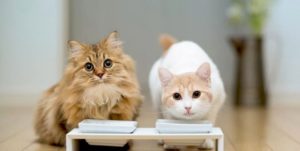 Сонник Годувати Кота мясом у сні бачити до чого сниться?