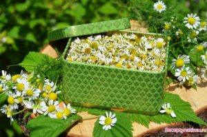 Сонник Ромашки білі великі в букеті у сні бачити до чого сняться?