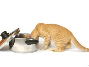 Сонник Годувати Кота мясом у сні бачити до чого сниться?