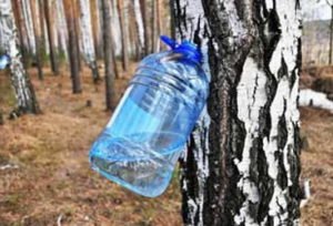 Сонник Береза дерево з зеленим листям: впало у сні бачити до чого сниться?