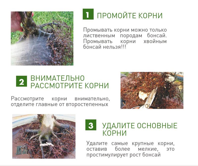 Календар догляду за бонсай. Догляд круглий рік