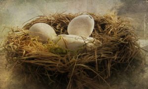 Сонник Гніздо з яйцями і птахами у сні бачити до чого сниться?